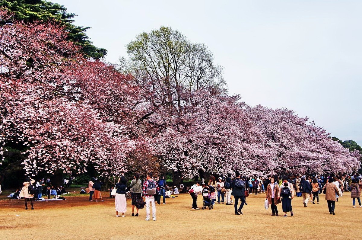 日本球队樱花盛开，豪取三连胜的简单介绍